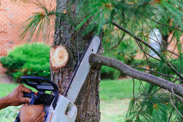 The Steps Involved in Our Tree Care Process in Snohomish, WA